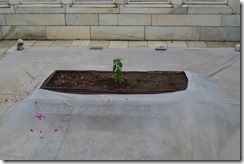 A plant grows on the tomb of Aurangazeb thumb Aurangabad   A Historical City