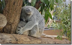 Taronga Zoo