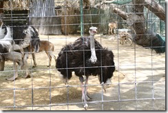Dubai Zoo