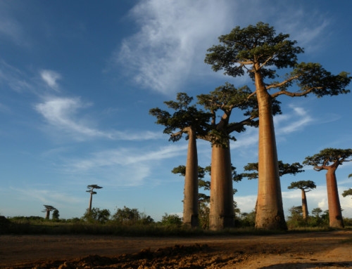 The Magical Island of Madagascar