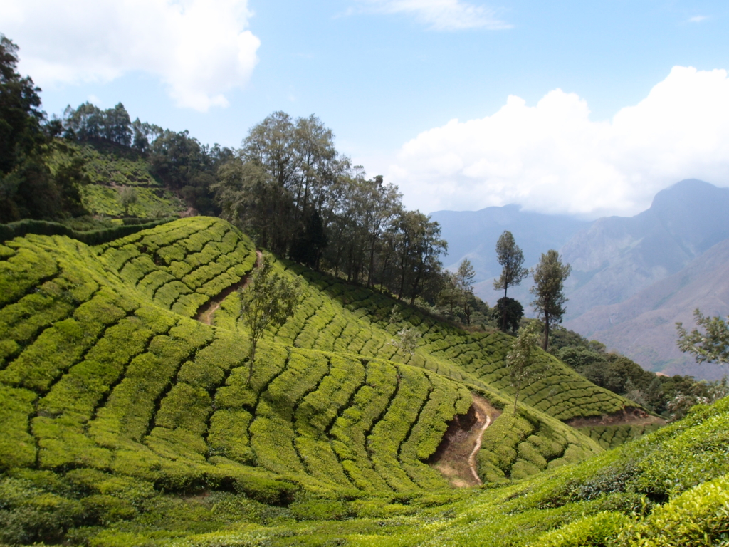 Munnar The Dream Destination Munnar 1024x768 Munnar The Dream Destination