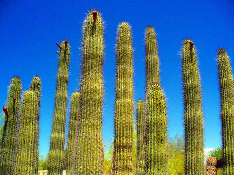 Phoenix, Arizona