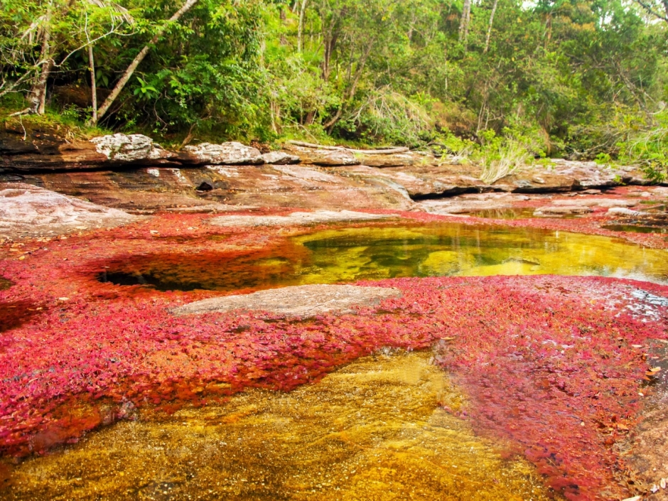 Cano Cristales, Columbia  - Feature Image