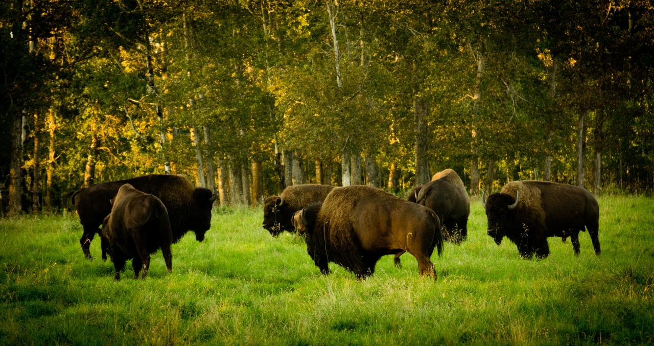 Things to Do in Edmonton