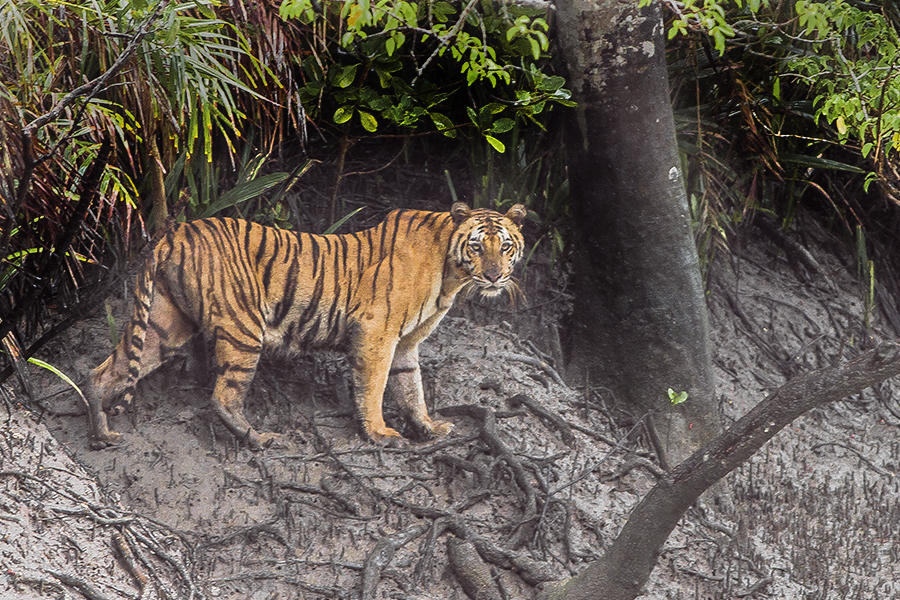 The Sundarbans